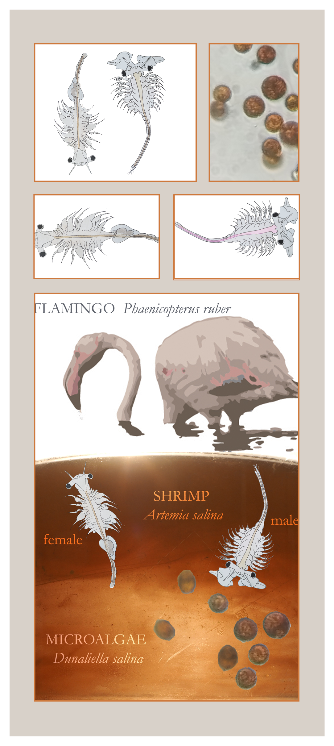 Artemia — the biology behind the brand